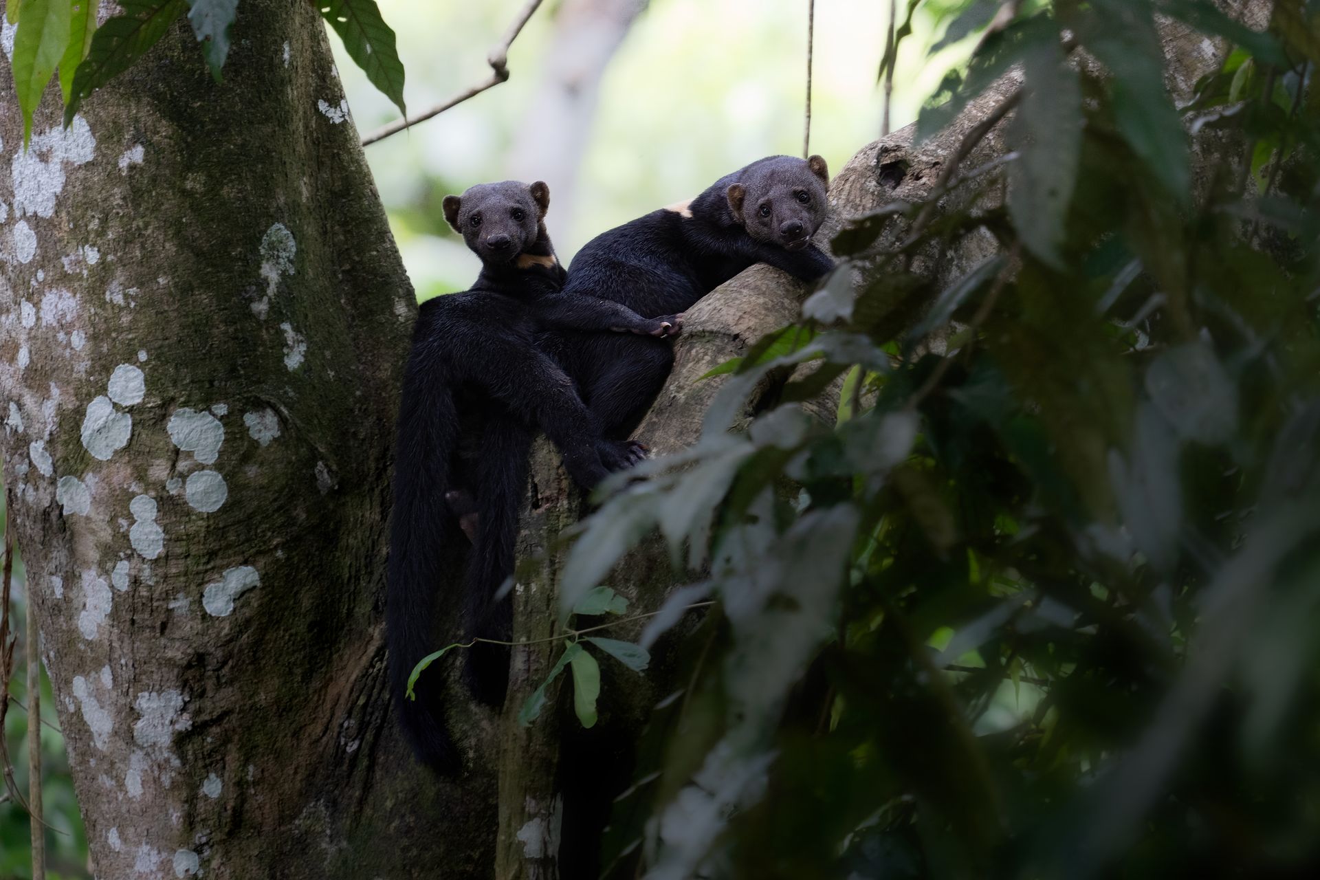 Black-and-white lemur clinging to a tree trunk in dense green forest foliage