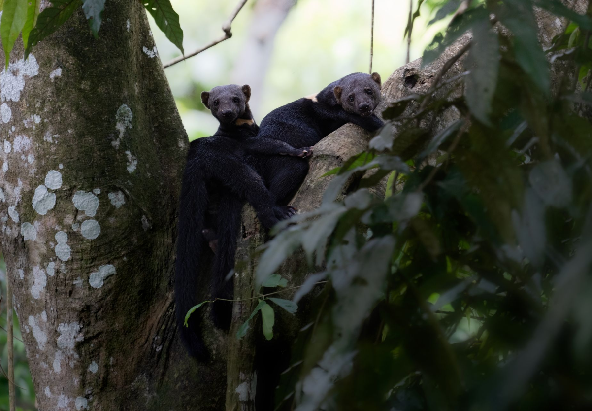 Black-and-white lemur clinging to a tree trunk in dense green forest foliage
