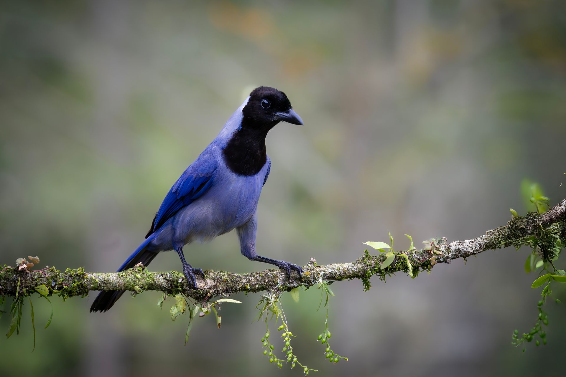 Blue bird perched on a mossy branch against a blurred green background
