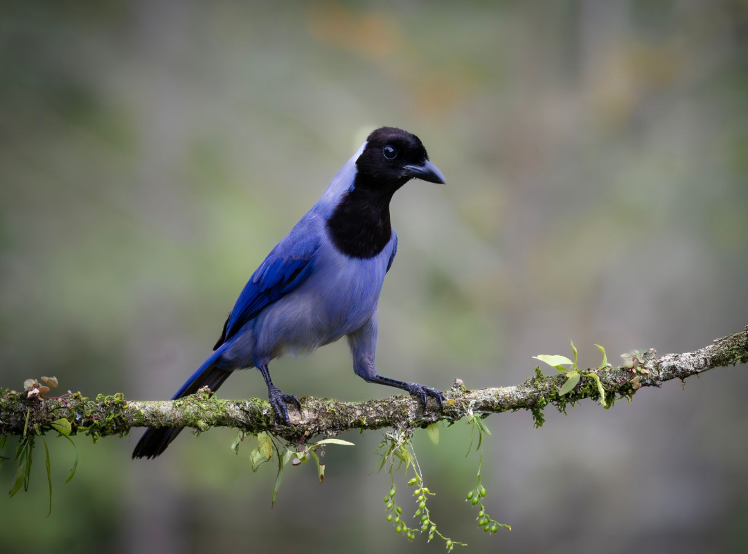 Blue bird perched on a mossy branch against a blurred green background