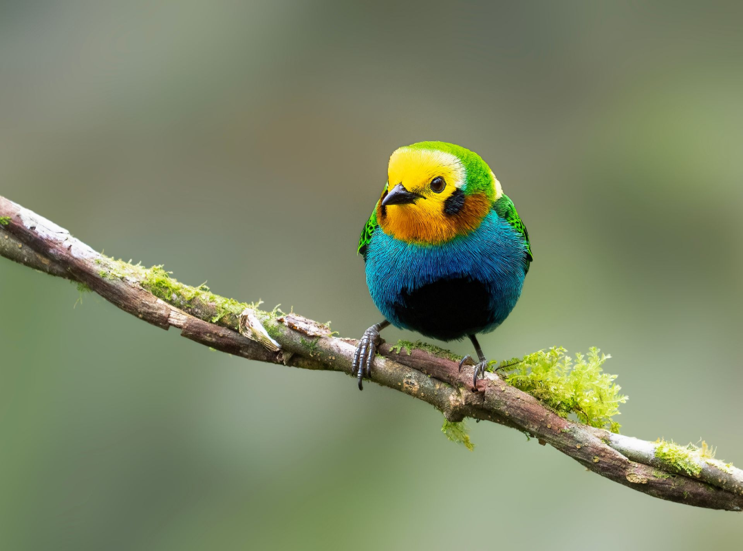 Colorful small bird perched on a mossy branch against a blurred gray background