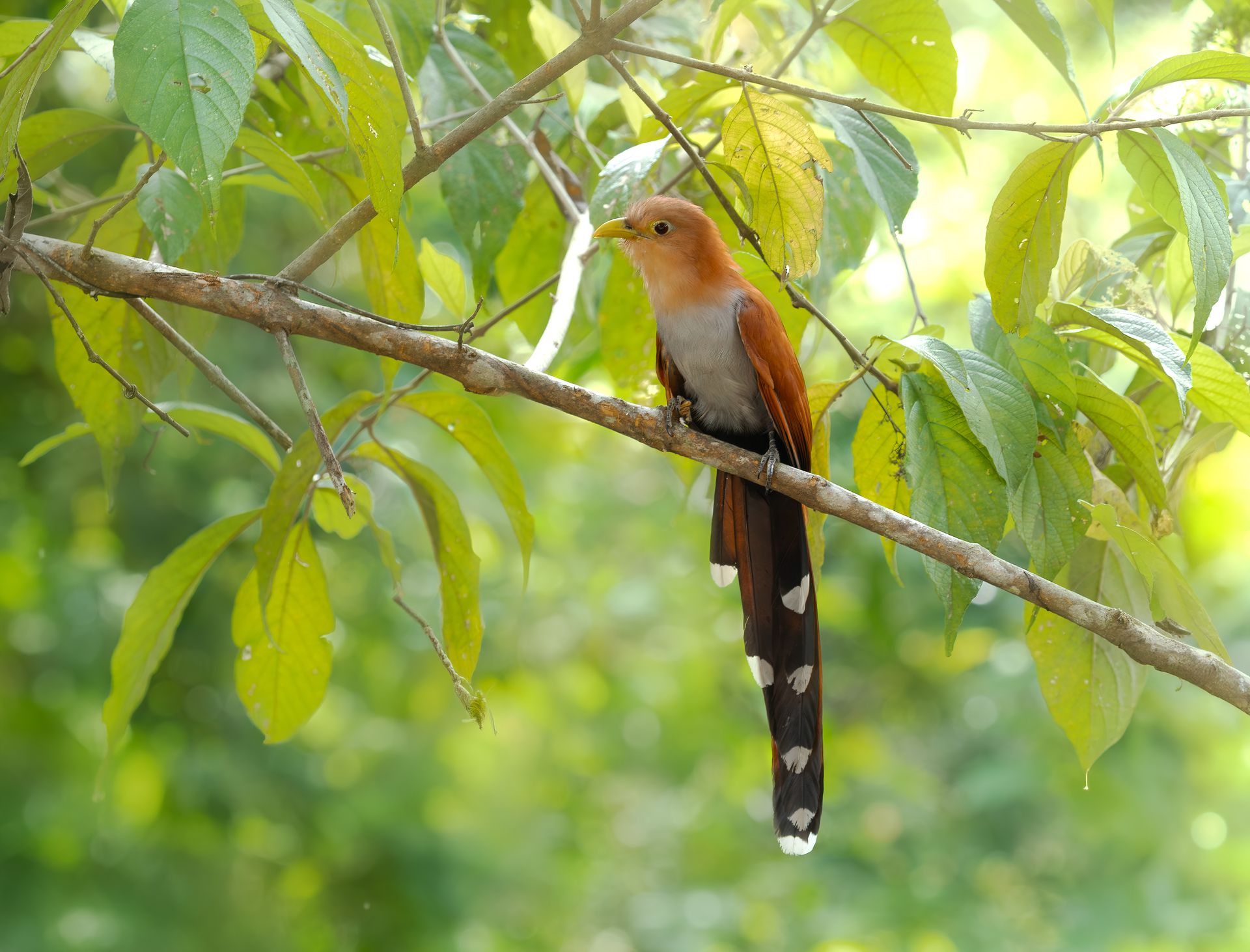 Colorful bird perched on a branch among green leaves, with a long black-and-white tail.