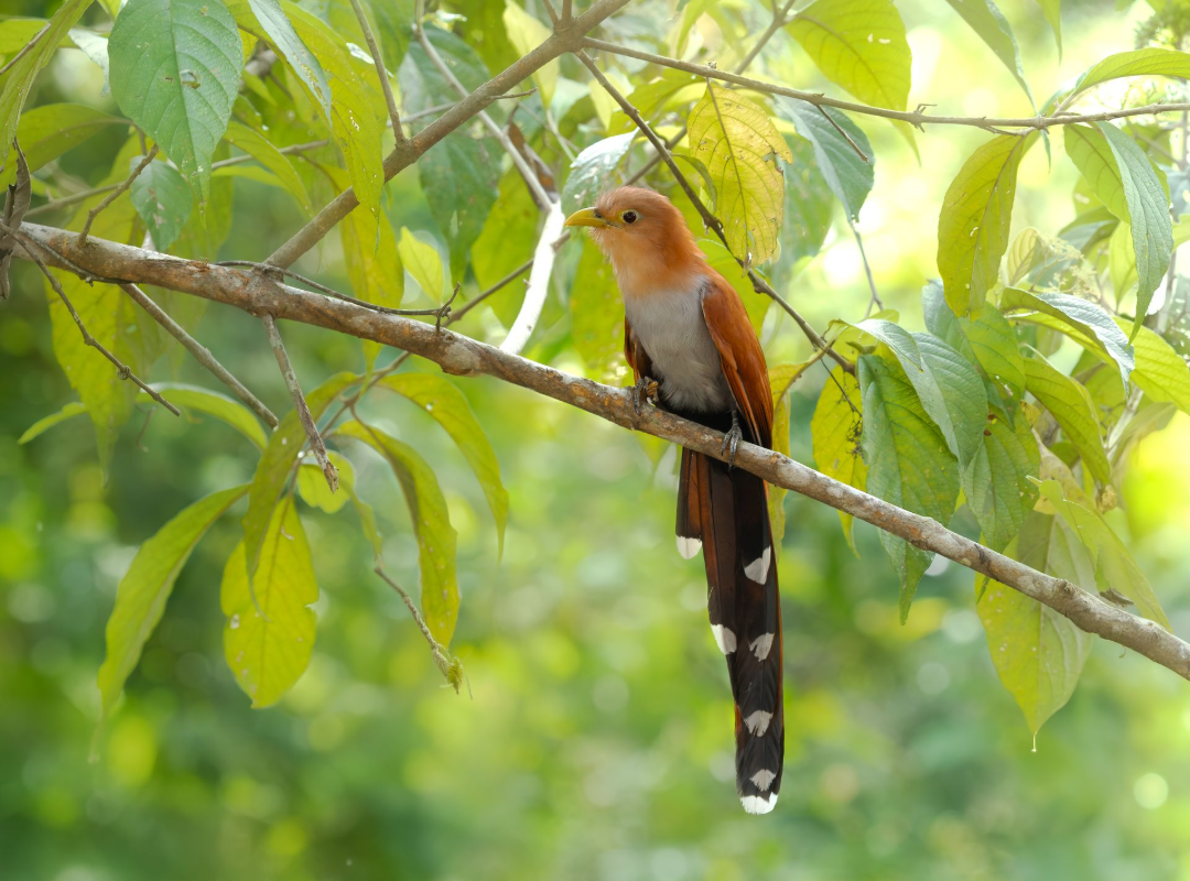 Colorful bird perched on a branch among green leaves, with a long black-and-white tail.