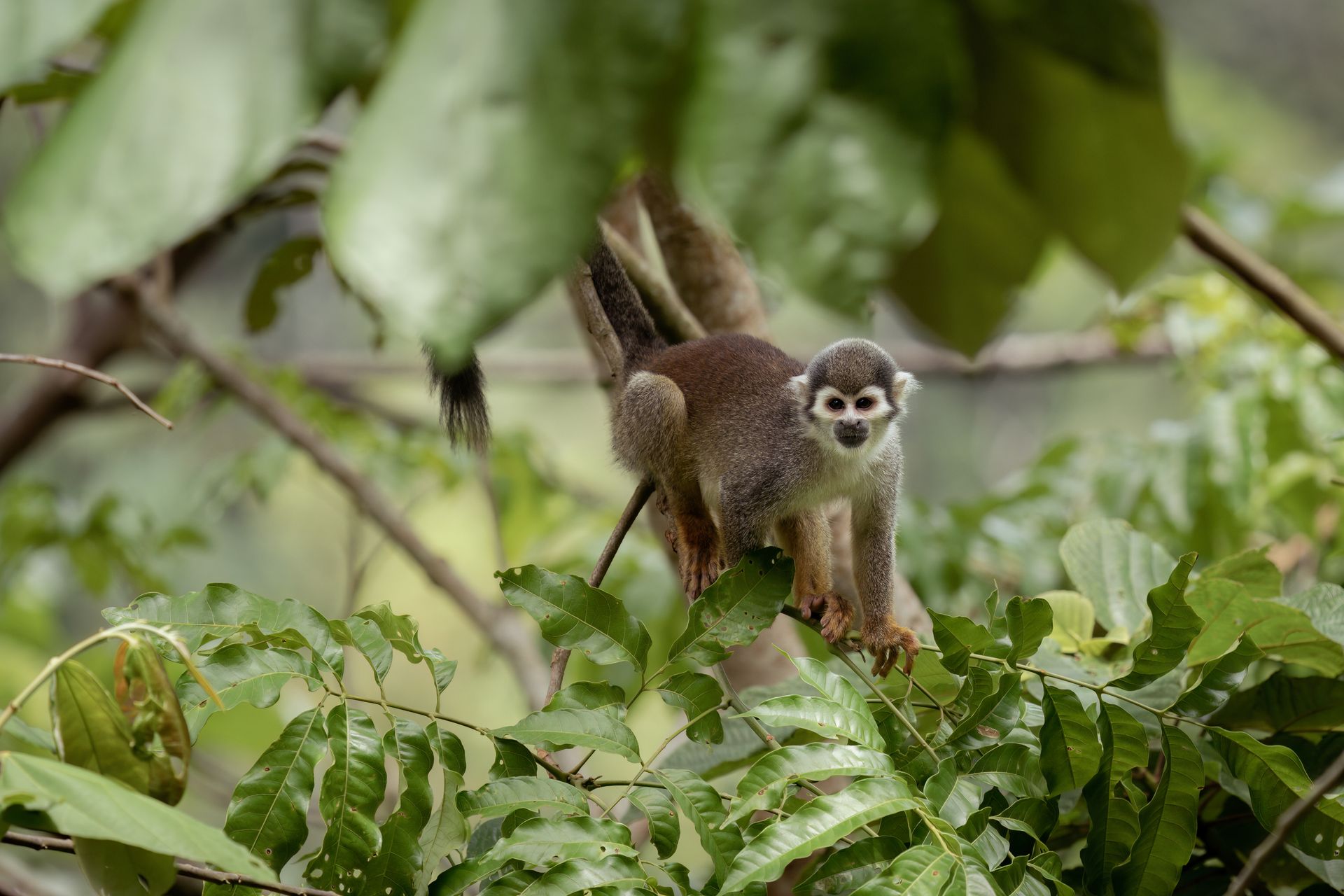 Small monkey standing on leafy branches in a green forest