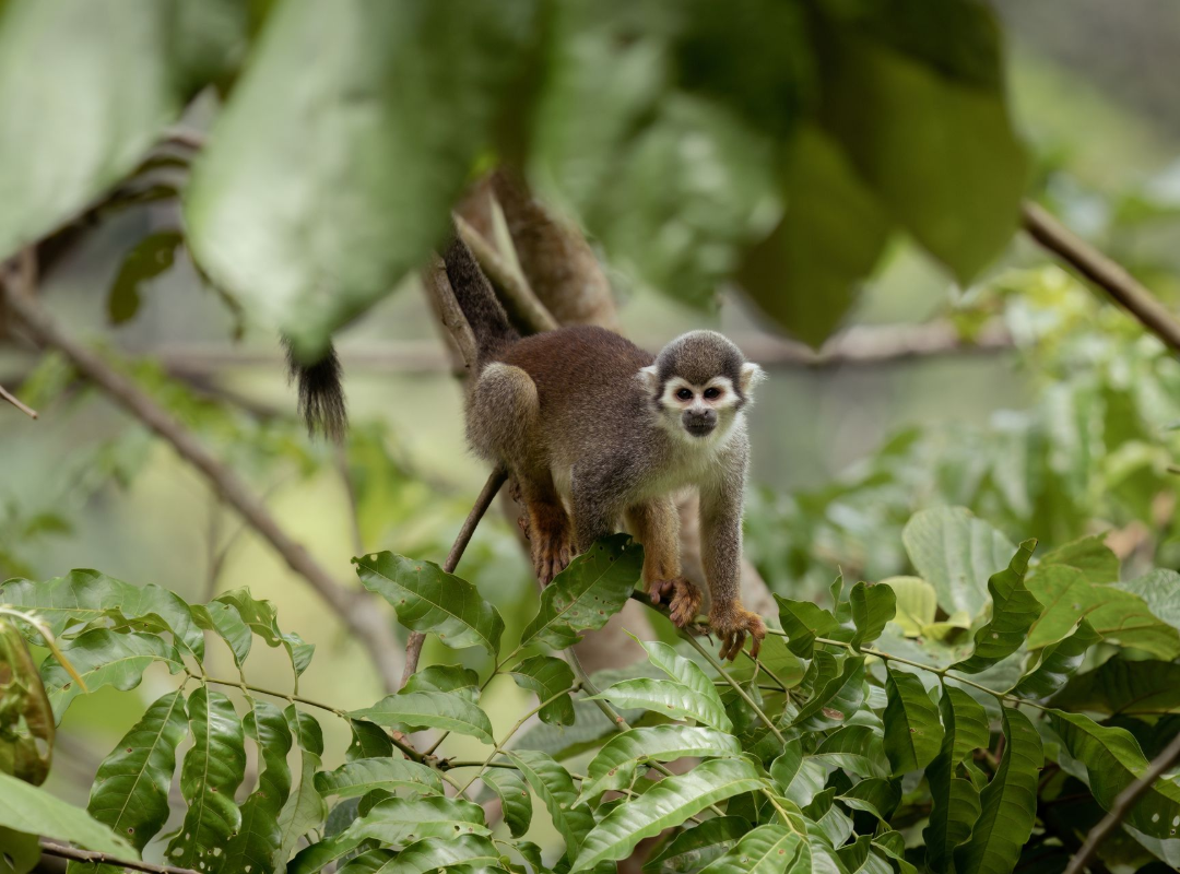 Small monkey standing on leafy branches in a green forest