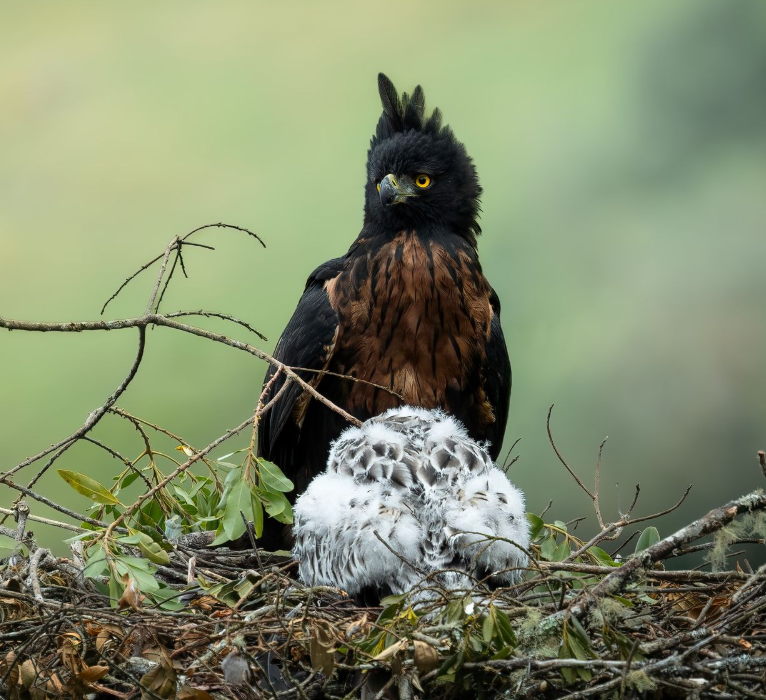 Black bird with yellow crest beside a white speckled egg in a nest on the ground