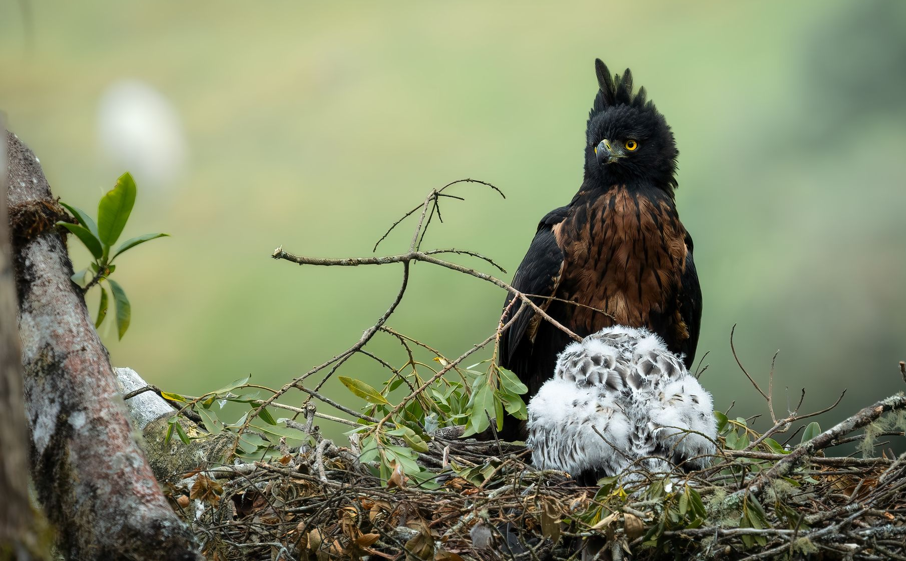 Black bird with yellow crest beside a white speckled egg in a nest on the ground