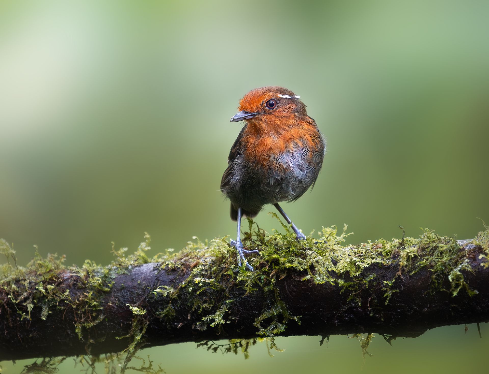 Small orange-and-black bird perched on a mossy branch against a blurred green background