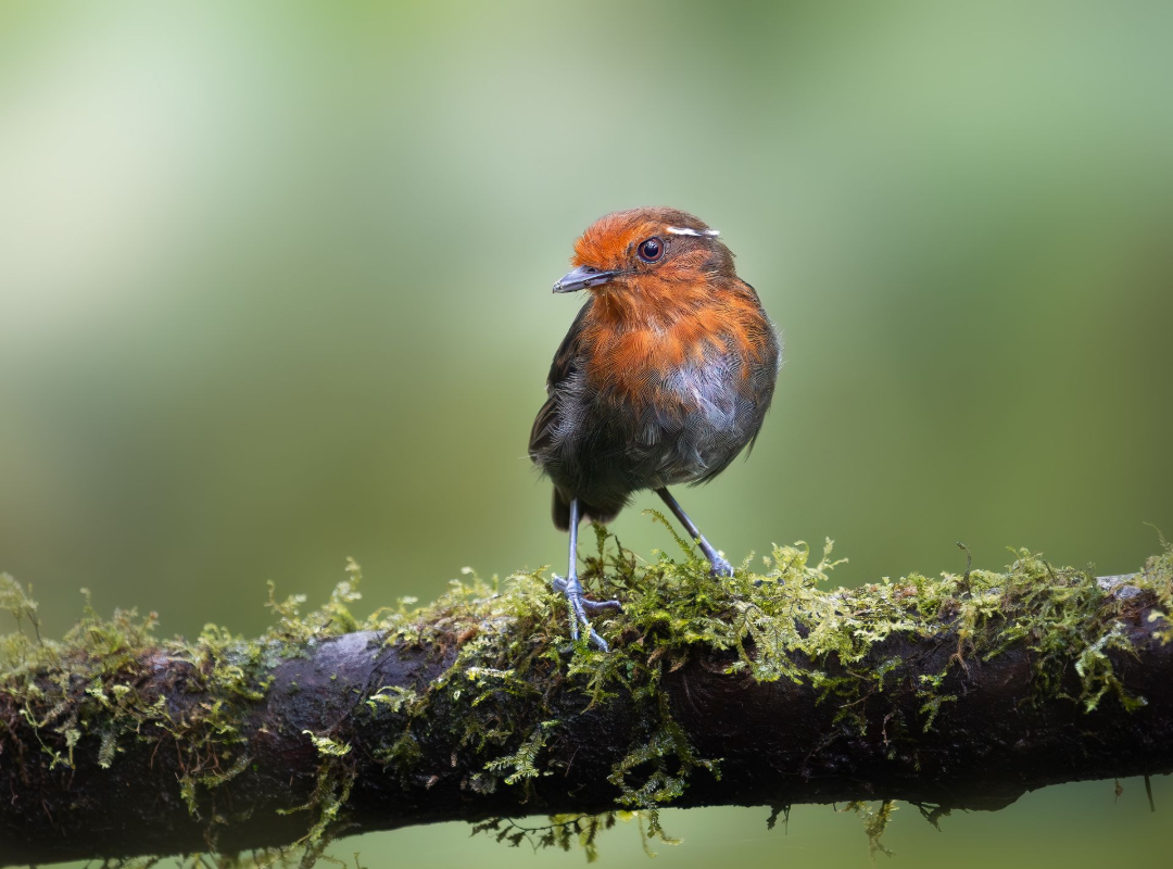 Small orange-and-black bird perched on a mossy branch against a blurred green background
