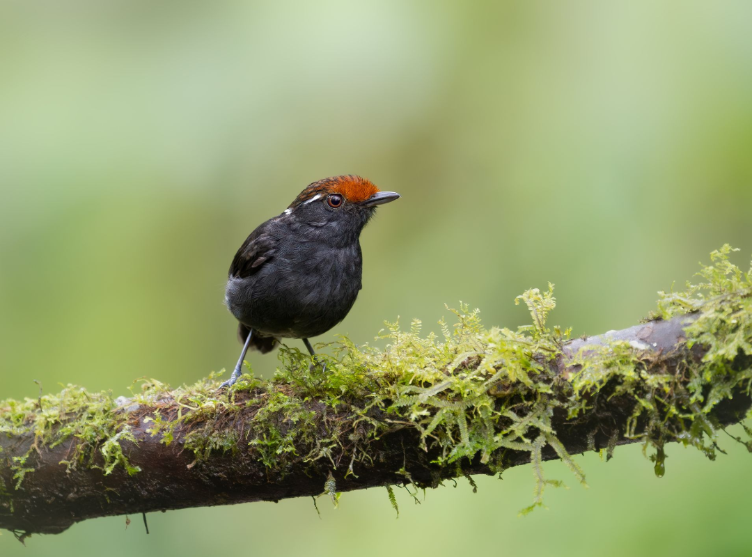 Small black bird with orange crown perched on a mossy branch against a blurred green background