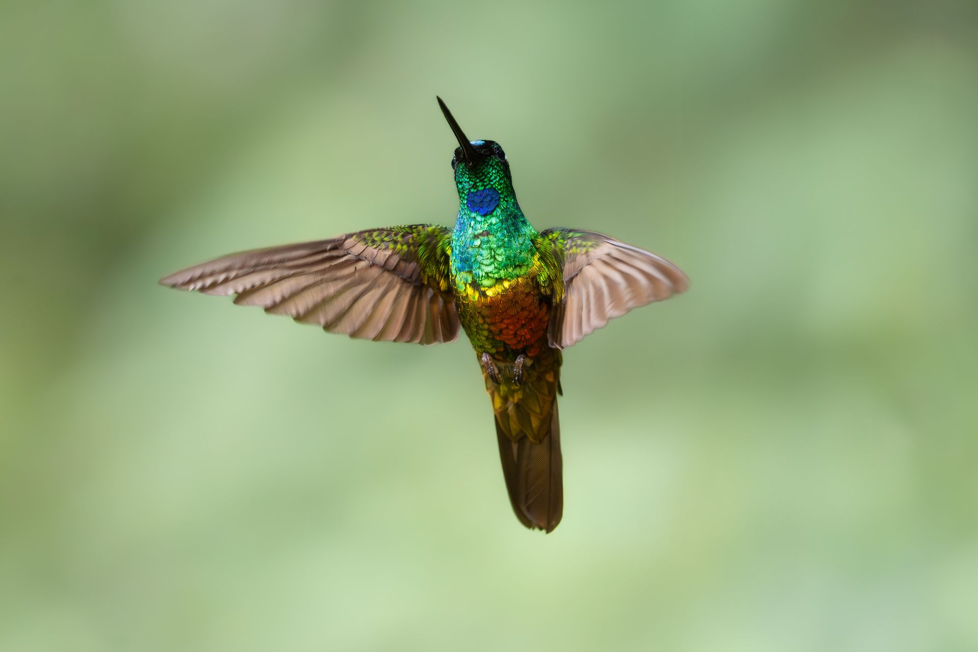 Colorful hummingbird hovering with wings spread against a soft green background