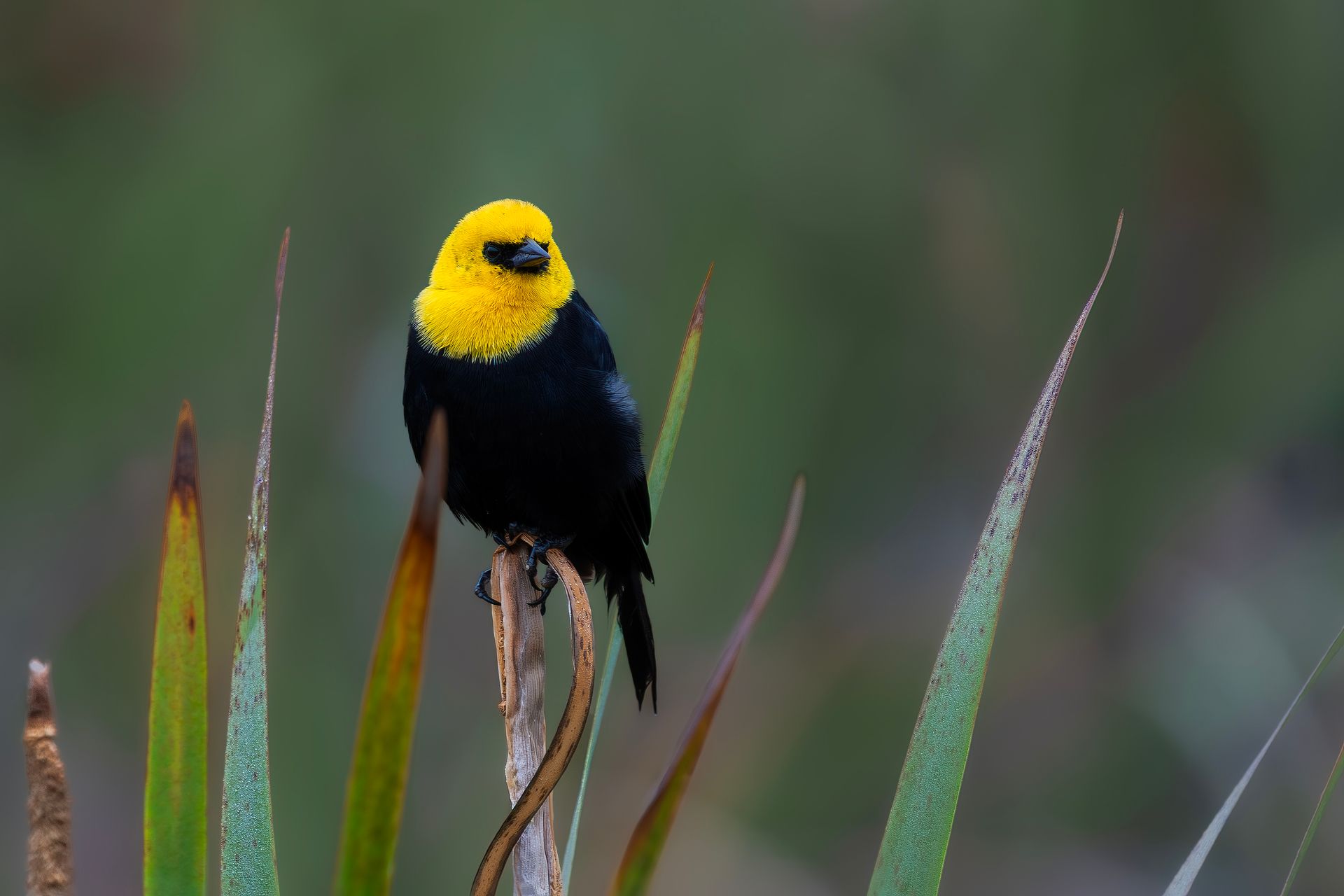Yellow-headed black bird perched on tall grass against a blurred green background