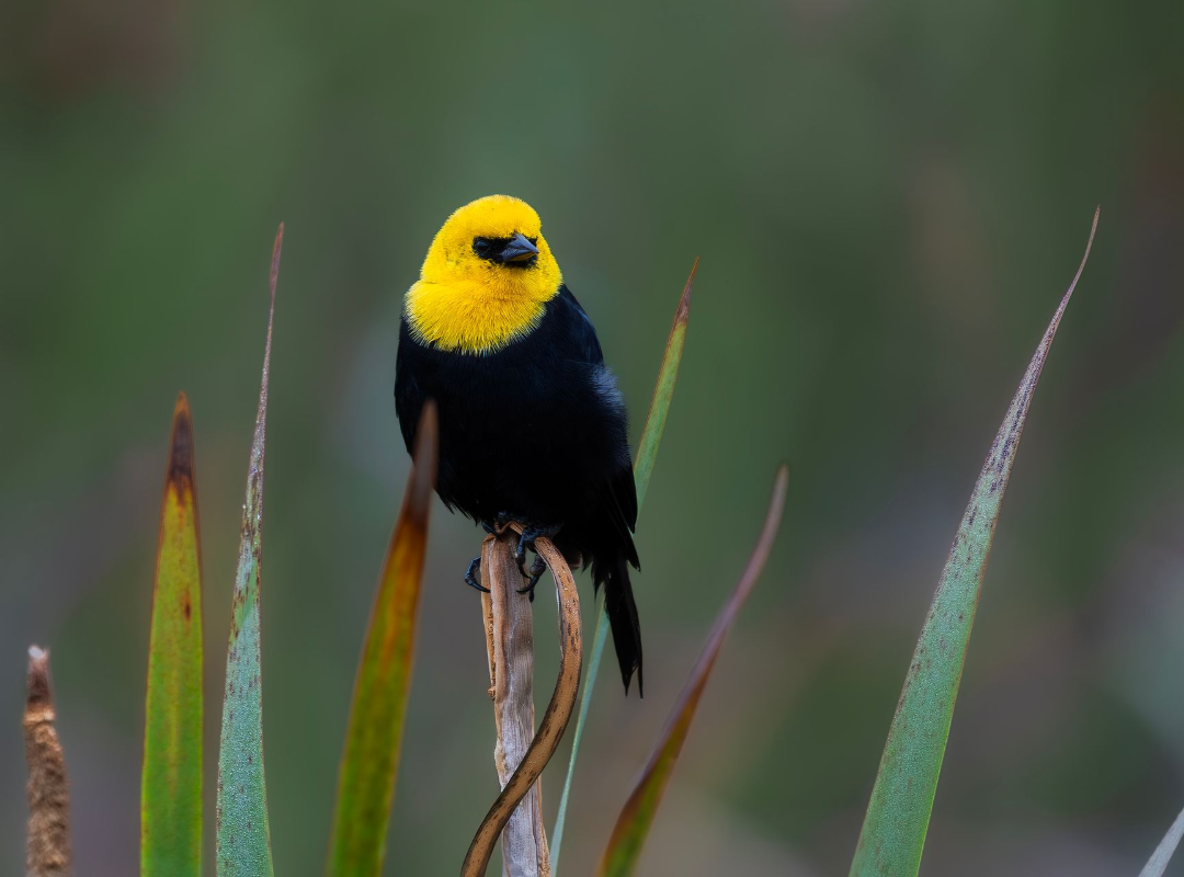 Yellow-headed black bird perched on tall grass against a blurred green background