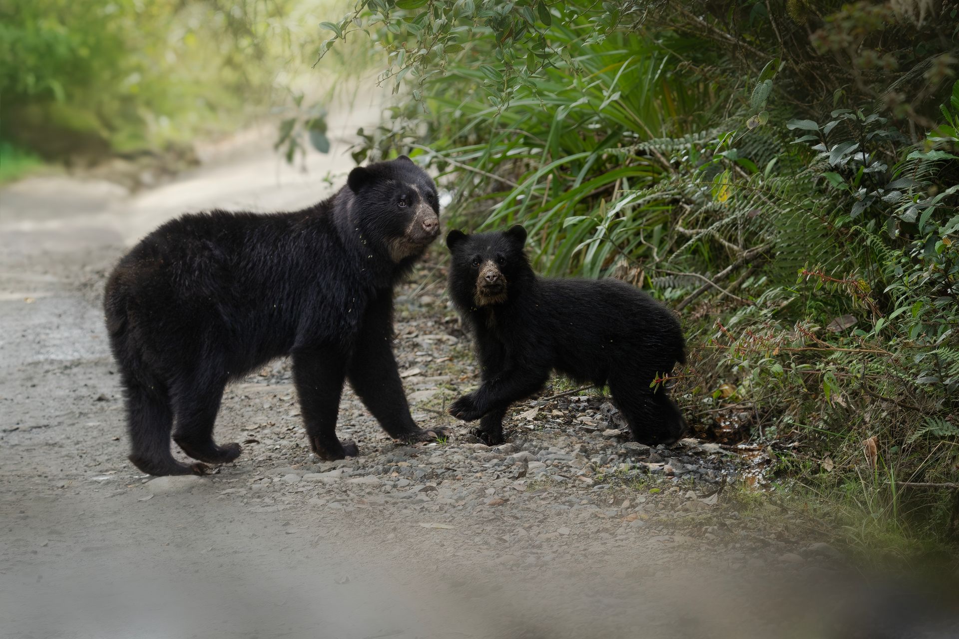 Two black bear cubs standing on a dirt path in a wooded area