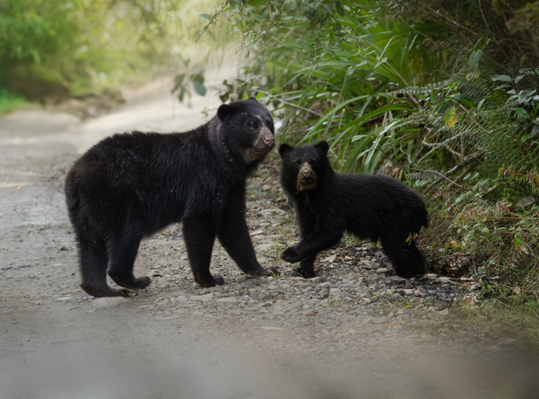 Two black bear cubs standing on a dirt path in a wooded area