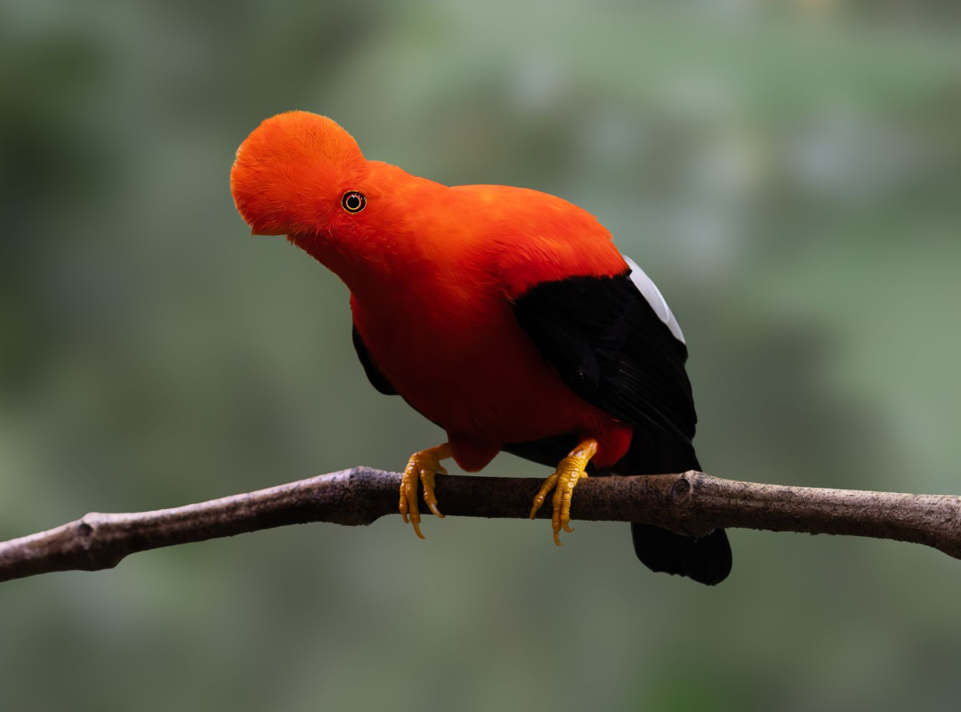 Bright orange bird with black wings perched on a branch against a blurred green background