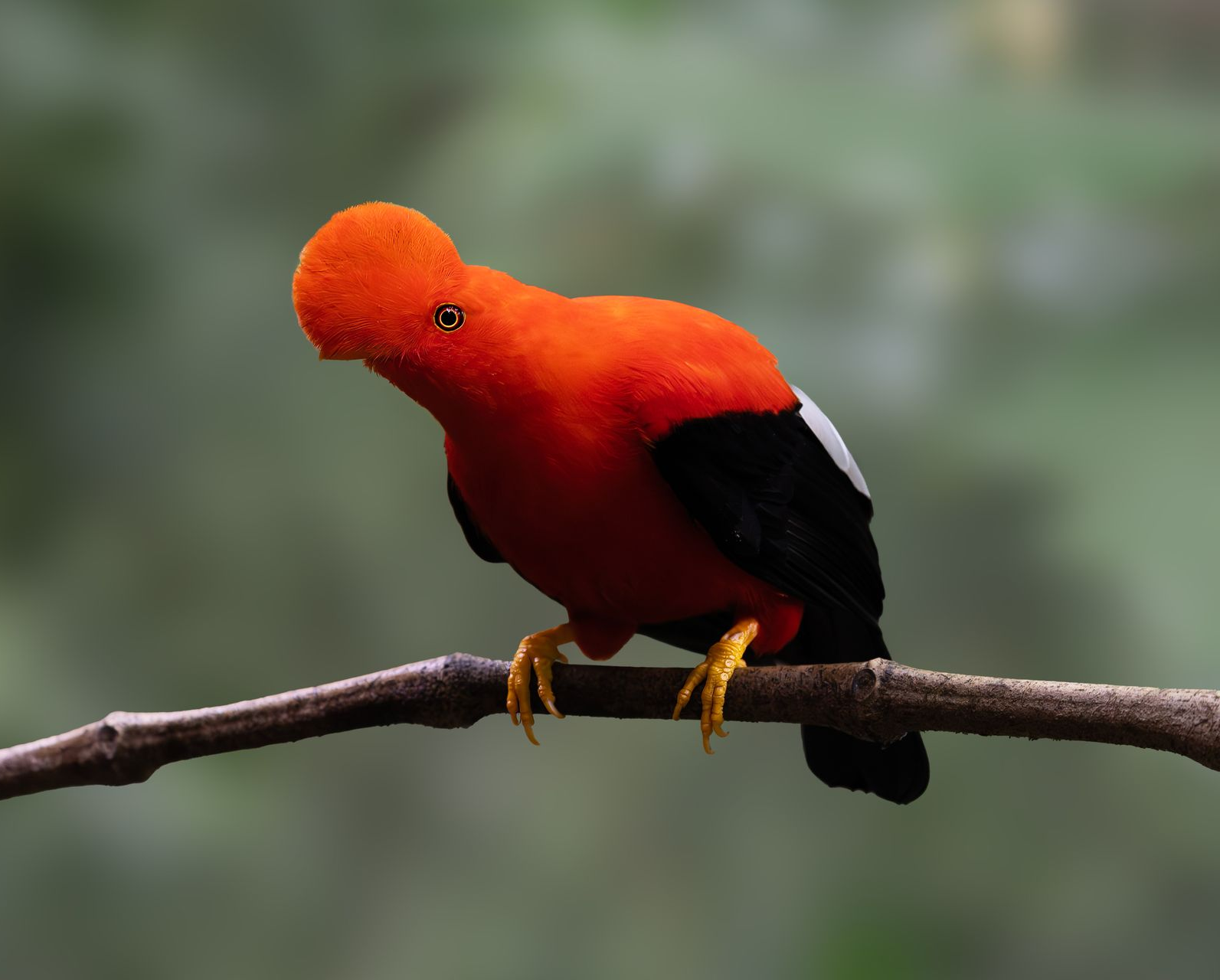 Bright orange bird with black wings perched on a branch against a blurred green background