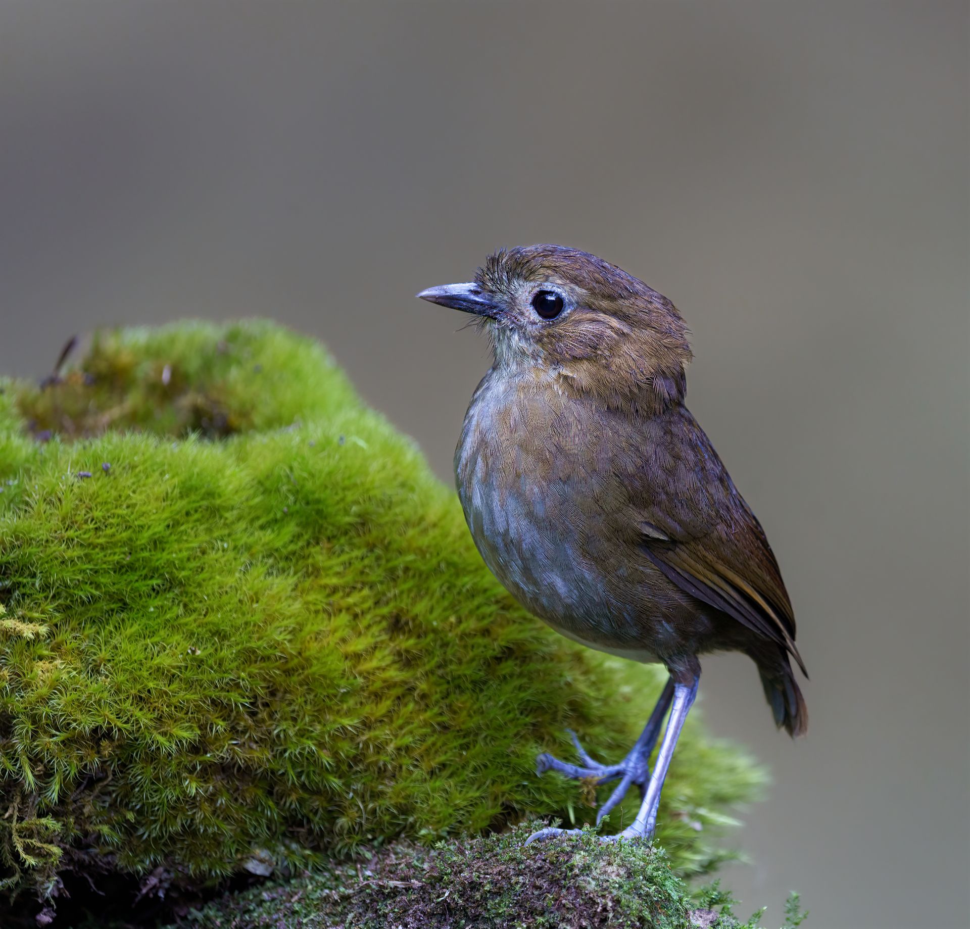 Small brown bird standing on bright green moss with a blurred gray background