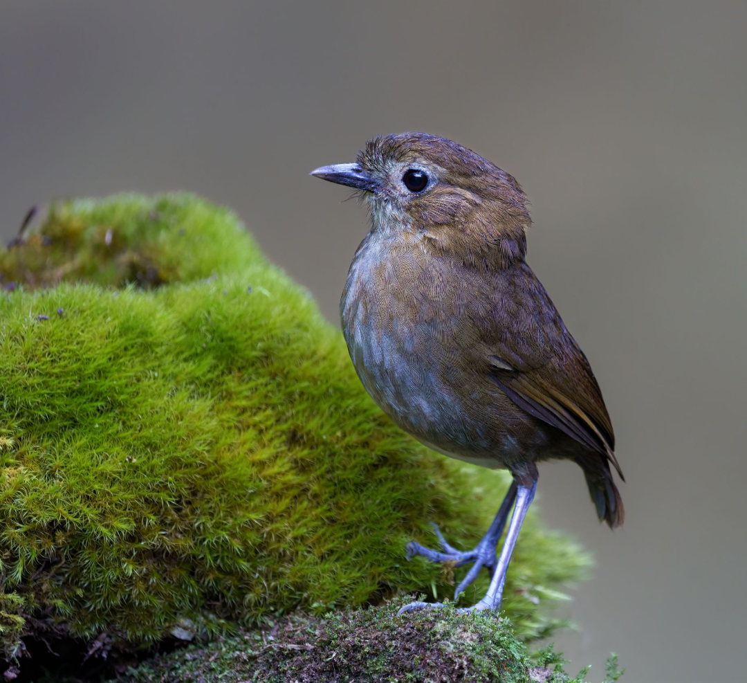 Small brown bird standing on bright green moss with a blurred gray background