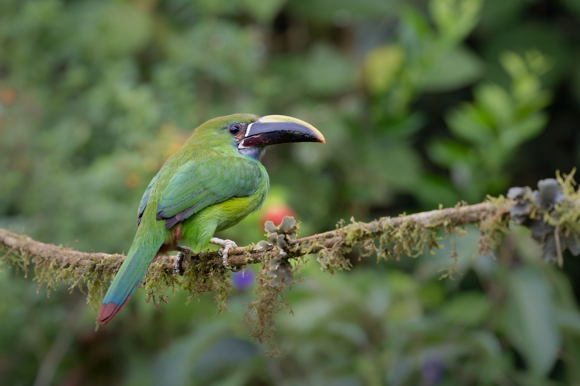Green toucan perched on a branch in a blurred forest setting