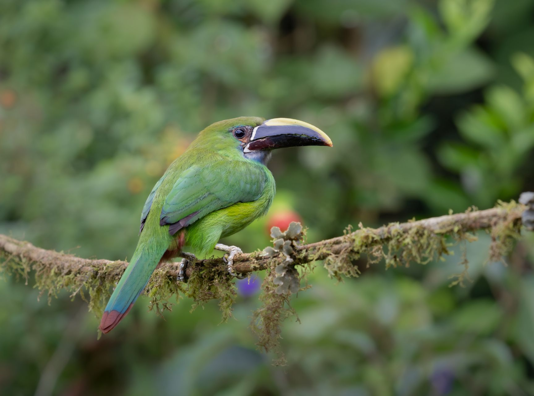 Green toucan perched on a branch in a blurred forest setting