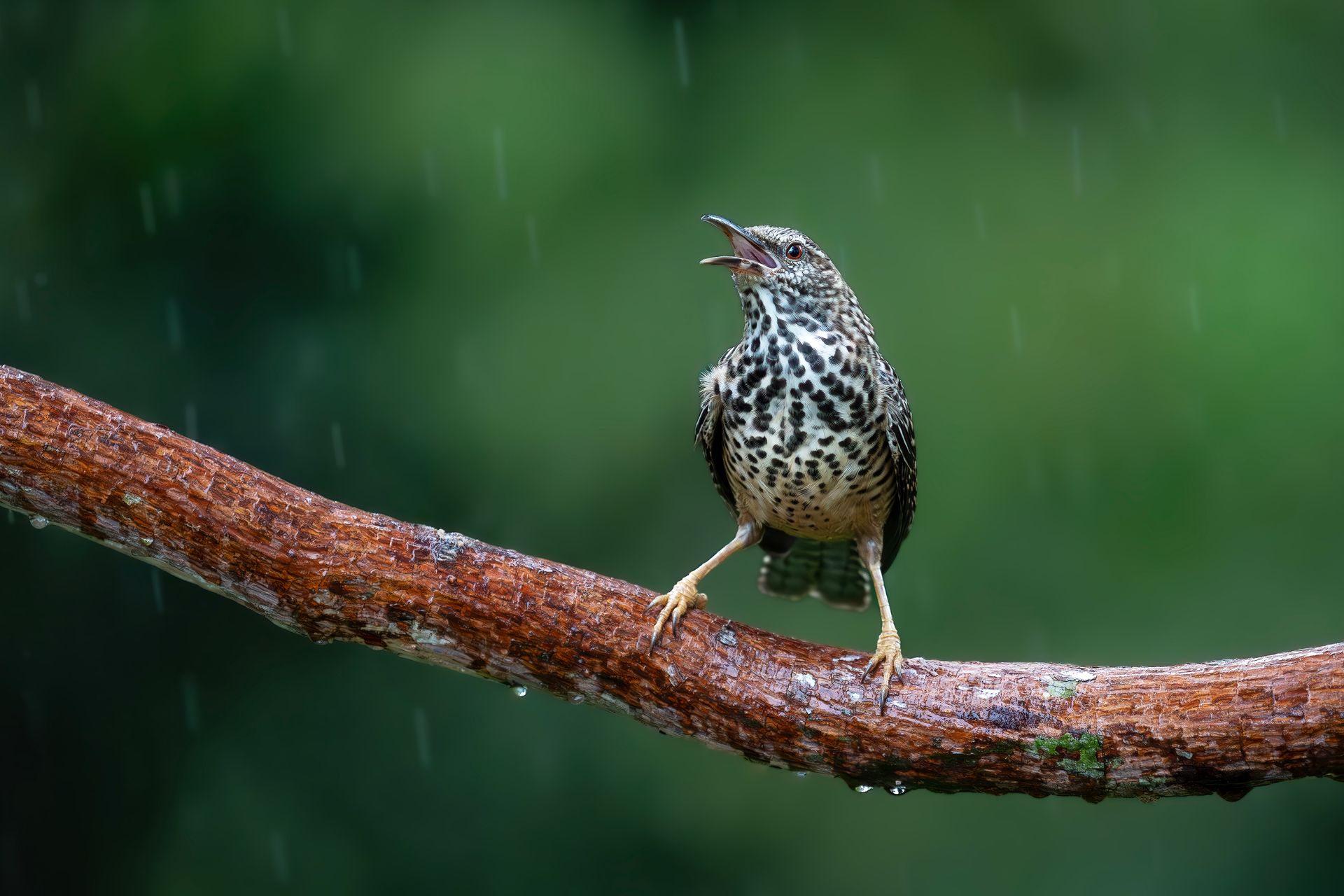 Speckled bird perched on a wet branch against a blurred green background
