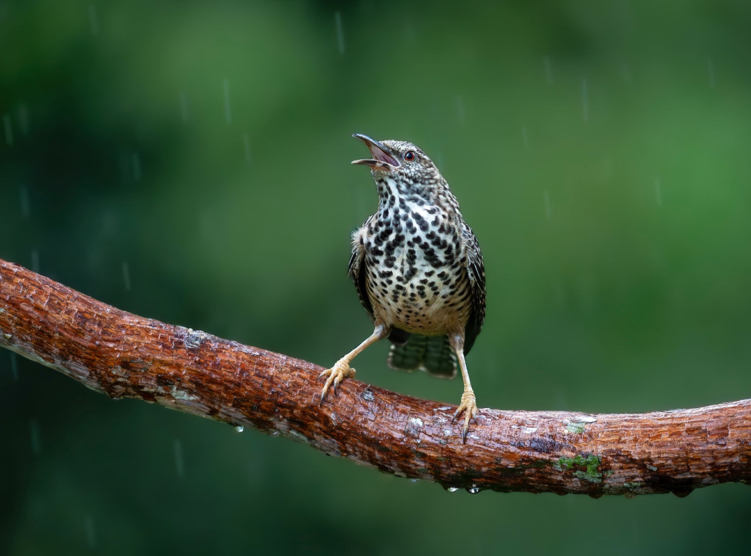 Speckled bird perched on a wet branch against a blurred green background