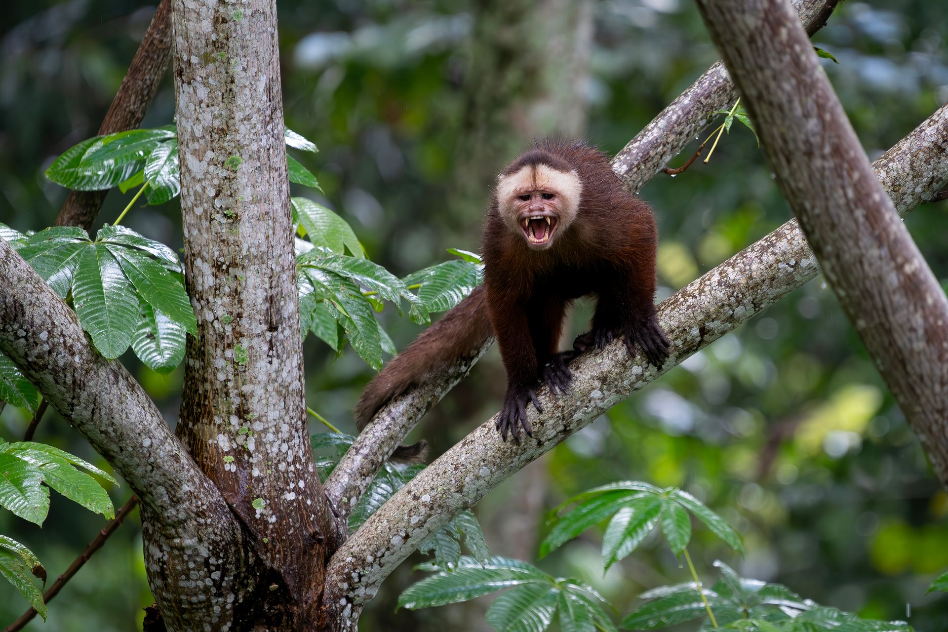 Brown capuchin monkey perched on a tree branch in a lush green forest, mouth open.
