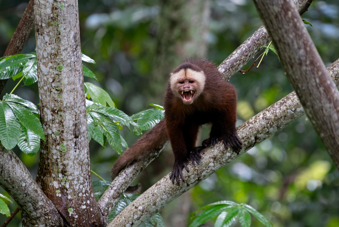 Brown capuchin monkey perched on a tree branch in a lush green forest, mouth open.