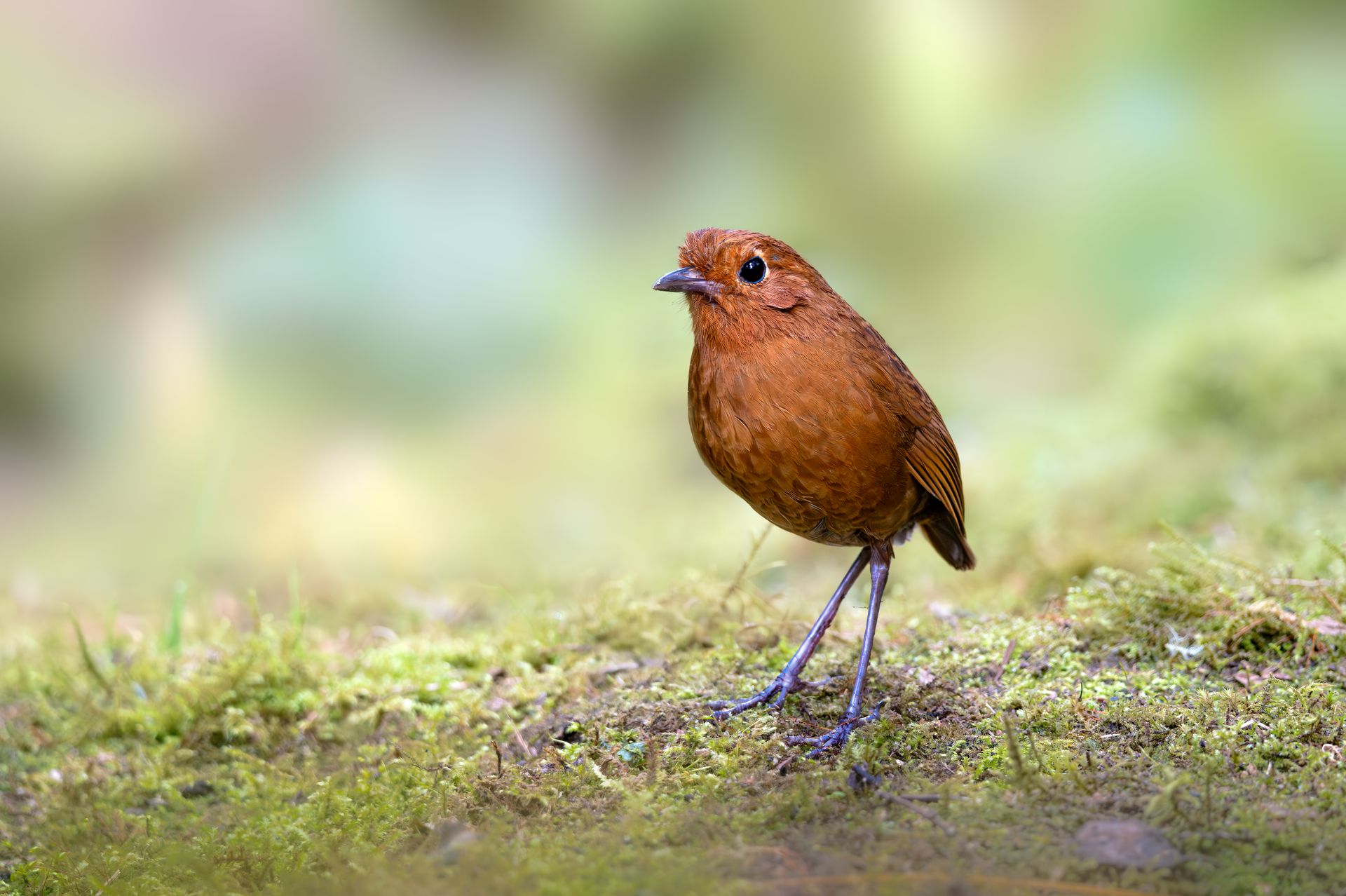 Small brown bird standing on mossy ground against a soft blurred green background