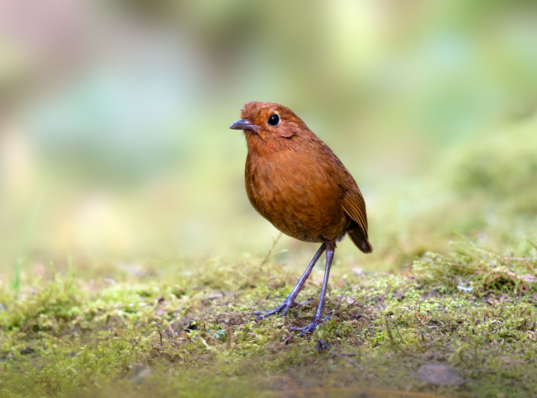 Small brown bird standing on mossy ground against a soft blurred green background
