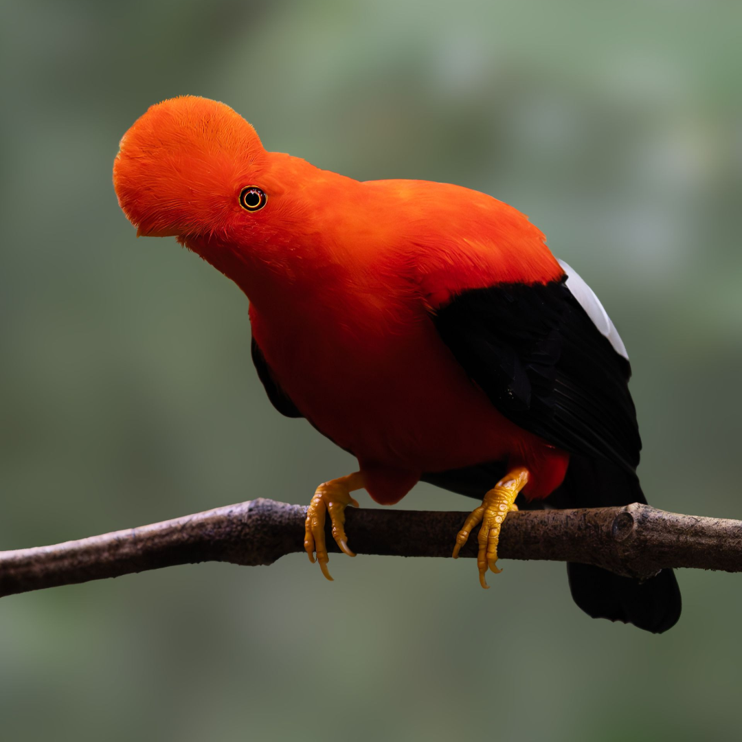 Bright red bird with black wings perched on a branch against a blurred green background