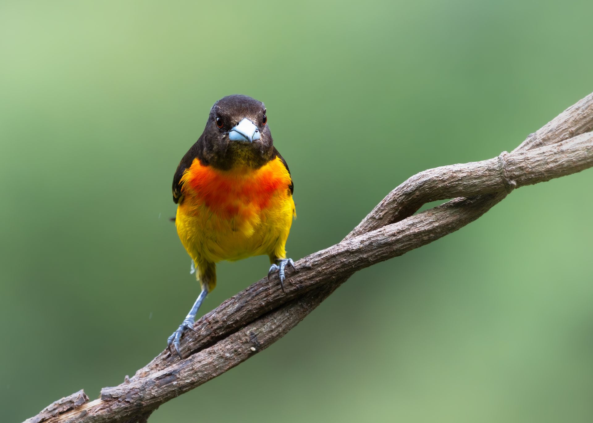 Colorful bird with black head and orange-yellow chest perched on a branch against a blurred green background