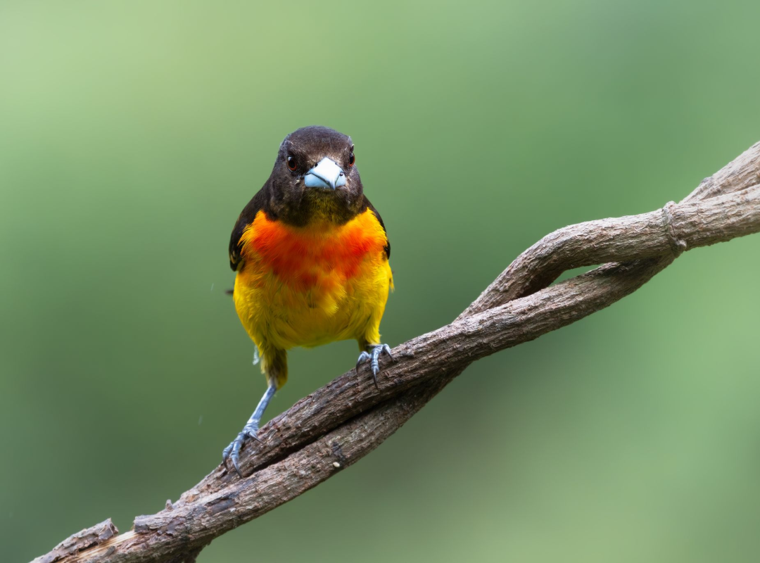 Colorful bird with black head and orange-yellow chest perched on a branch against a blurred green background