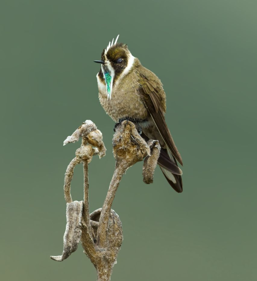 Geen-bearded-Helmetcrest