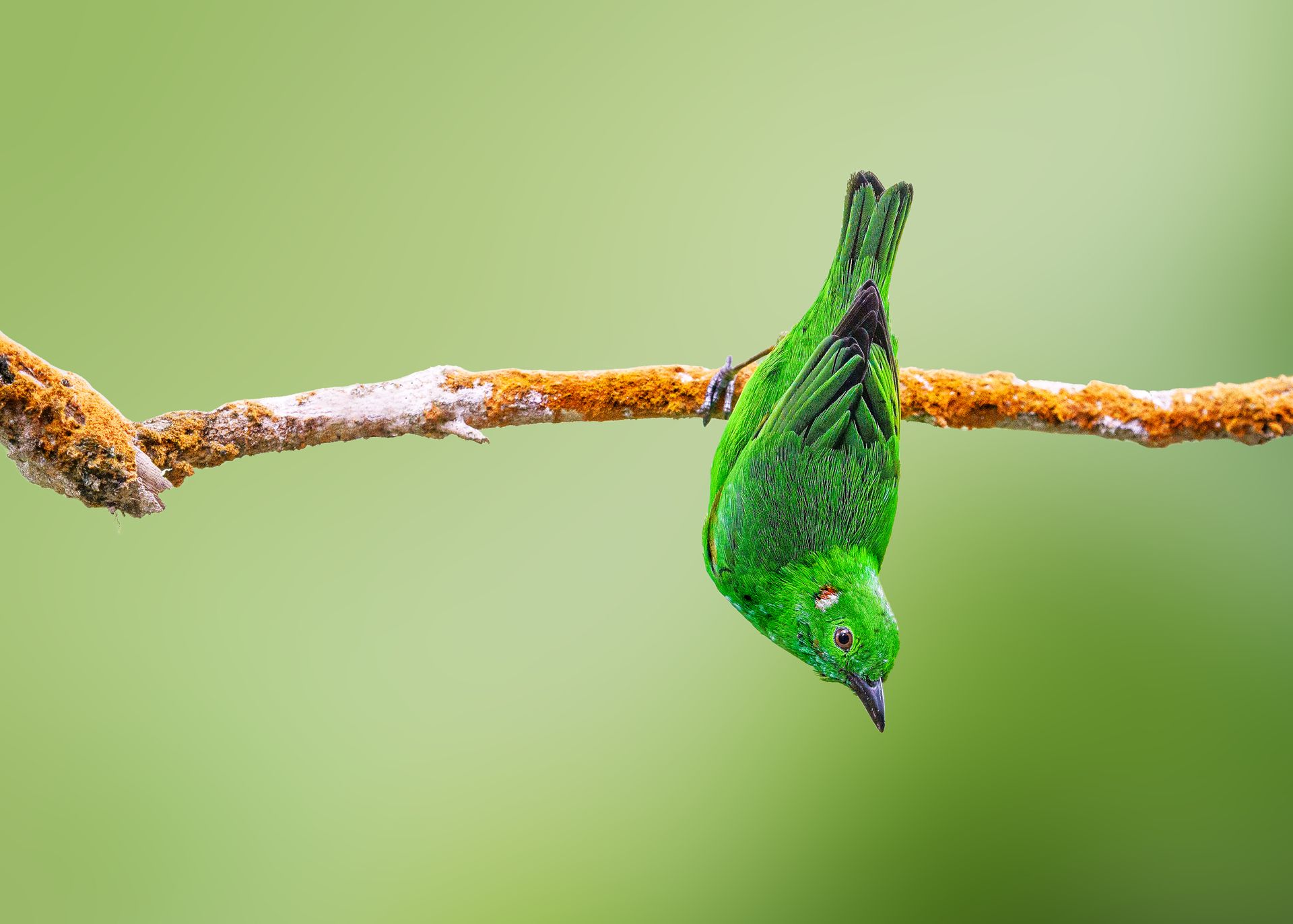 Glistening-green-Tanager