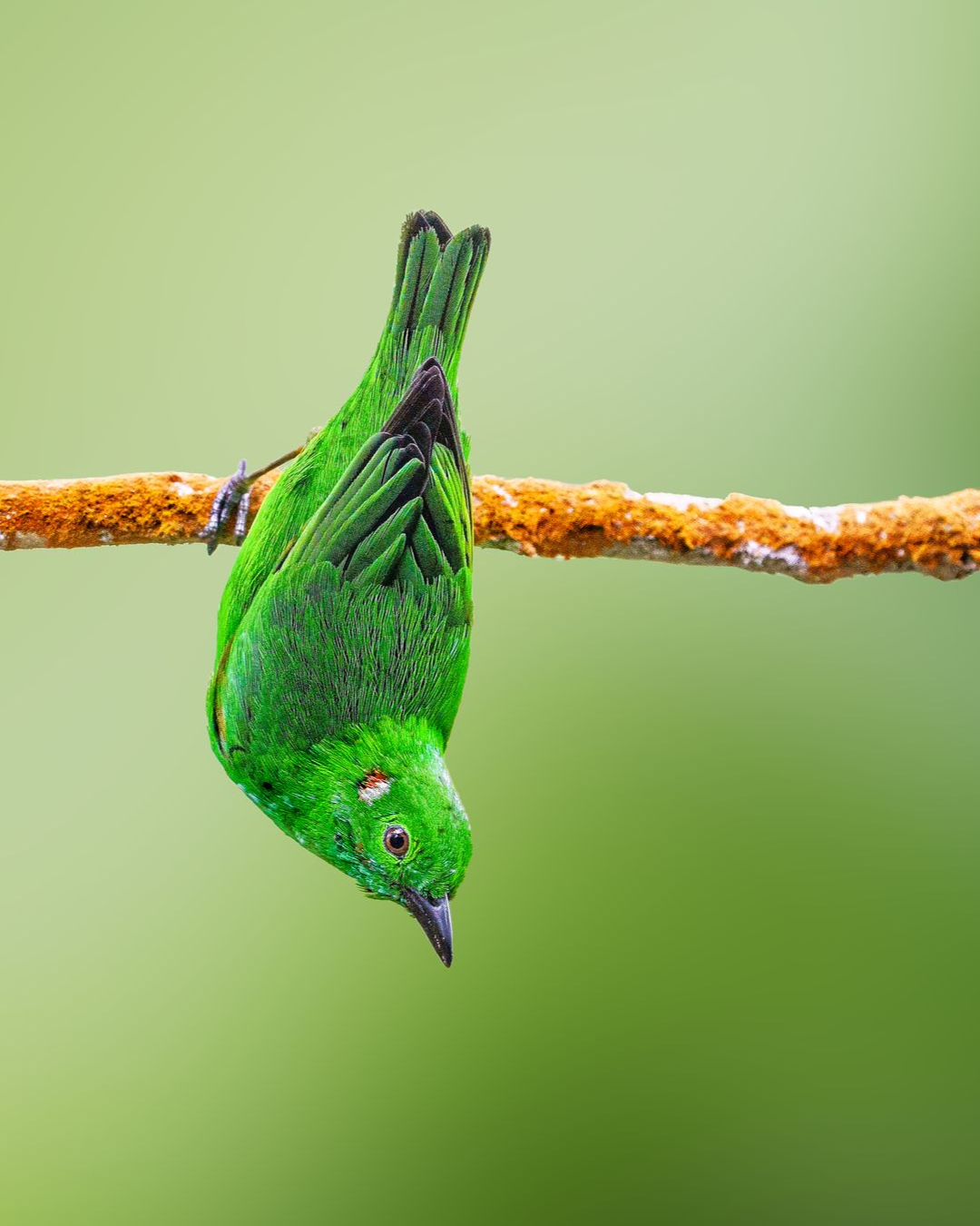 Glistening-green-Tanager