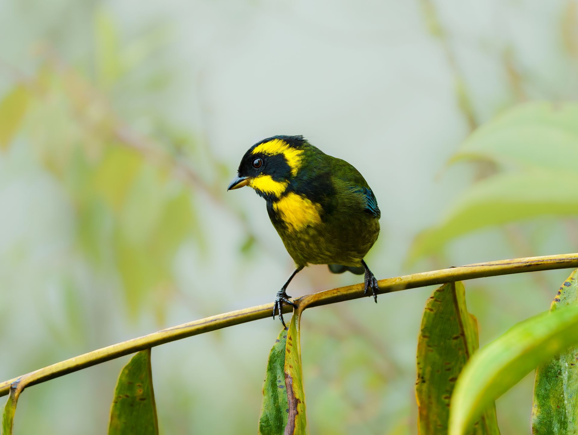 Gold-ringed-Tanager