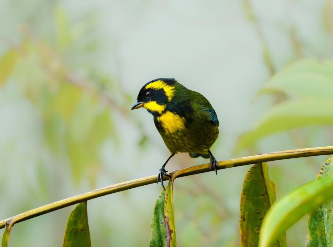 Gold-ringed-Tanager