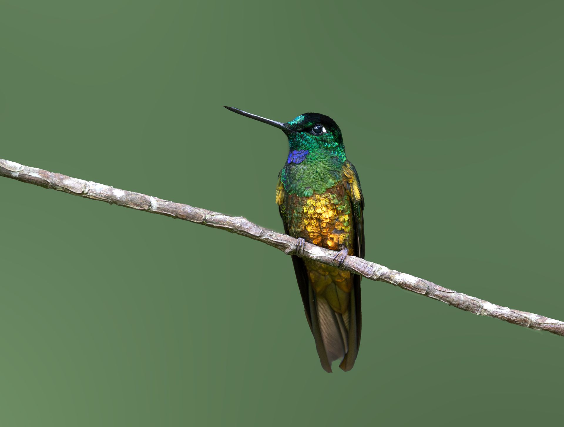 Colorful hummingbird perched on a branch against a plain green background