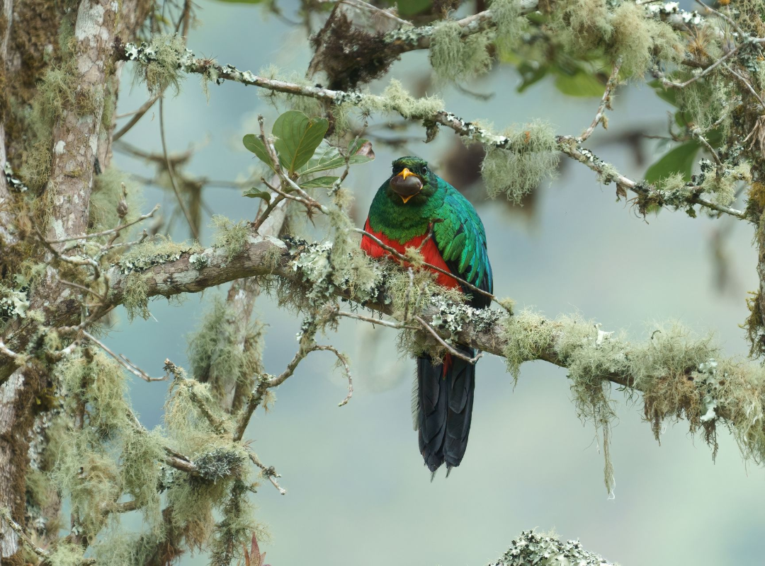 Colorful bird perched on a mossy tree branch in a forest setting.