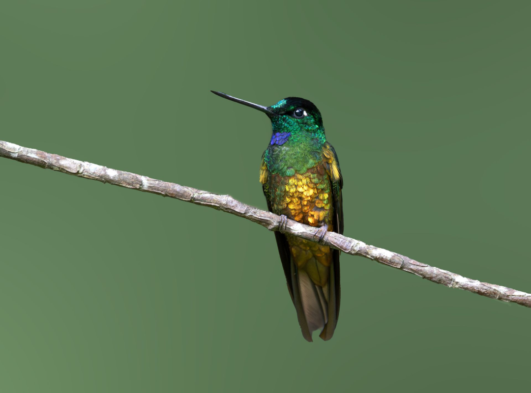 Colorful hummingbird perched on a branch against a plain green background