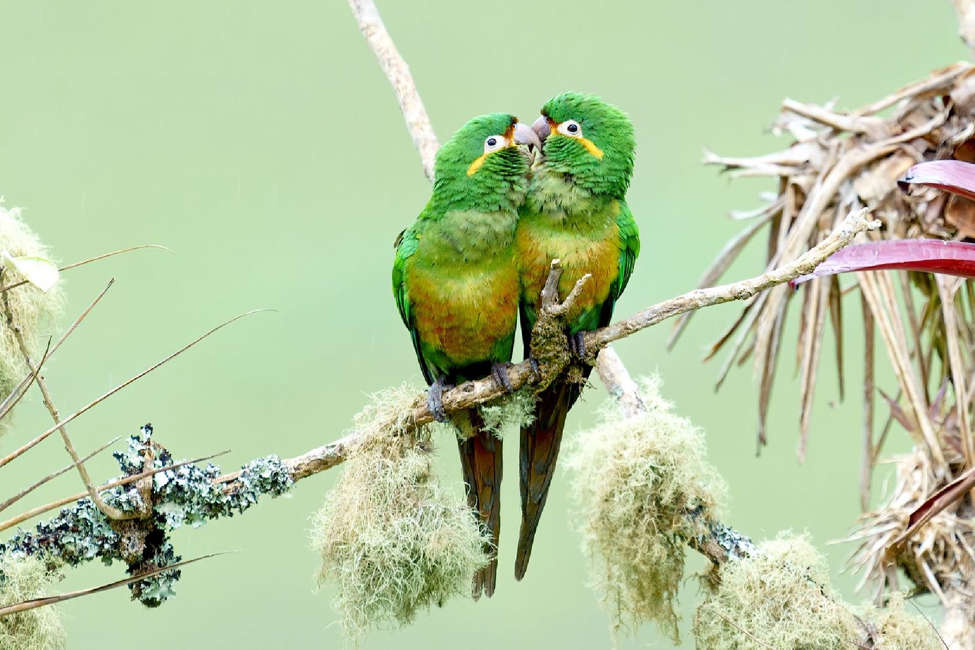 Two green parrots perched close together on a branch, surrounded by pale foliage.