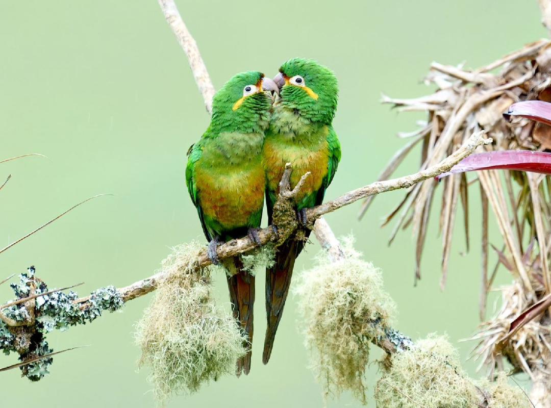 Two green parrots perched close together on a branch, surrounded by pale foliage.