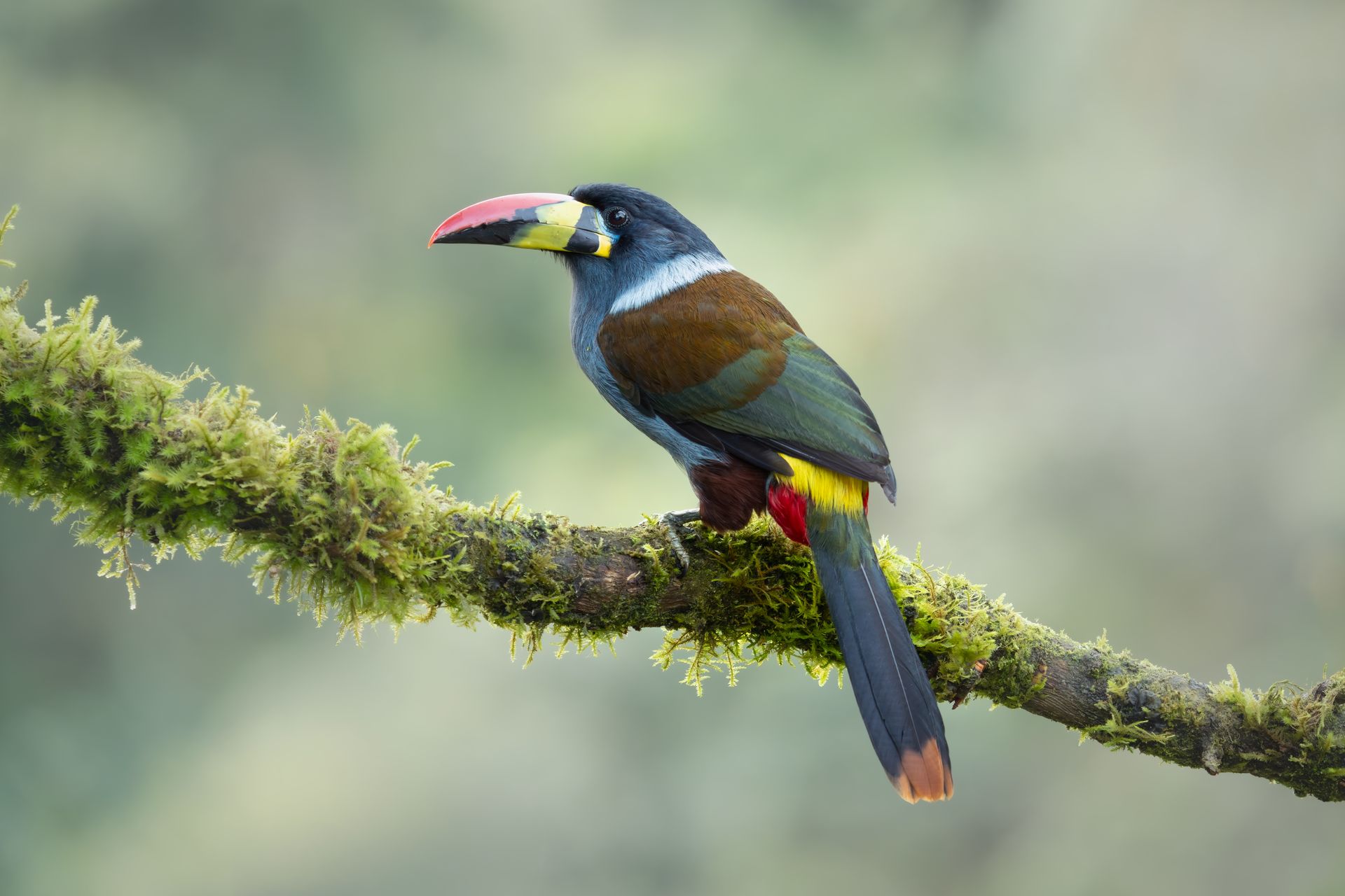 Colorful toucan perched on a mossy branch against a blurred green background