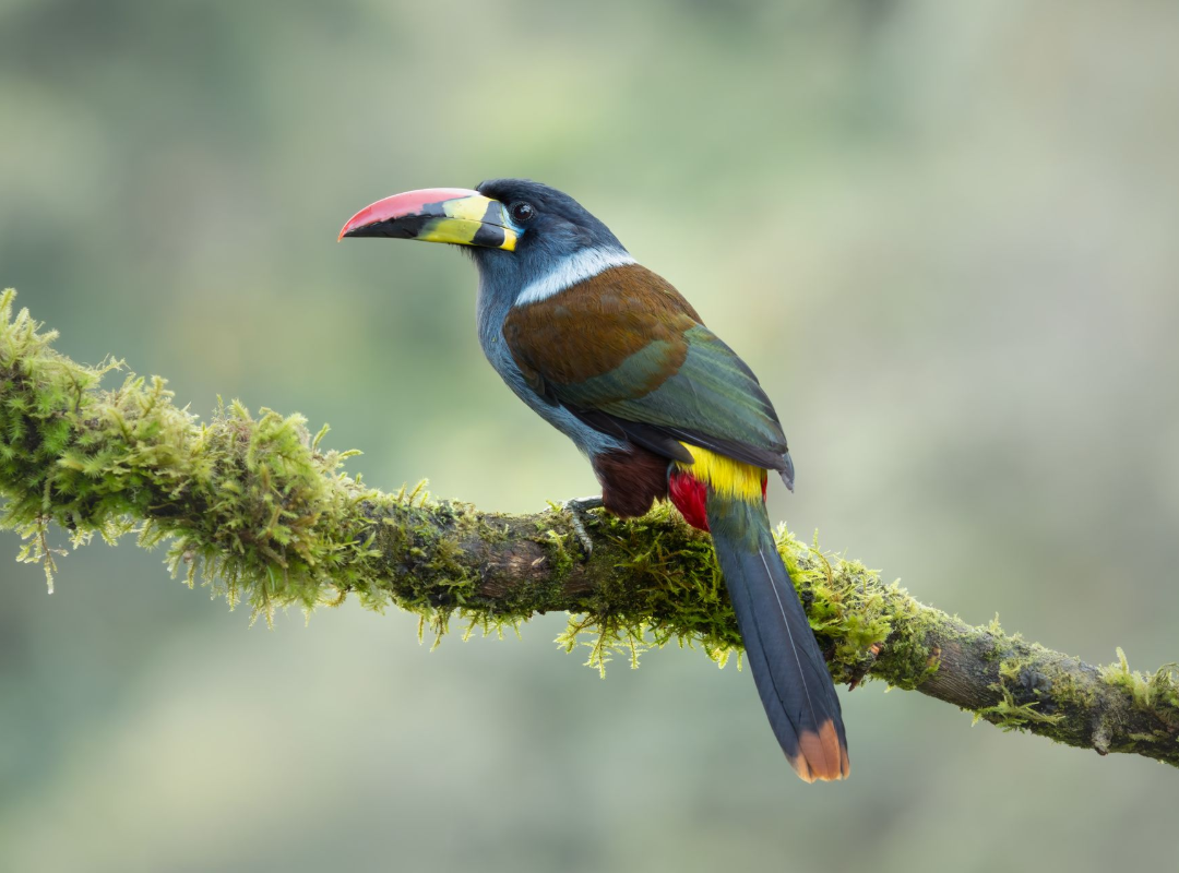 Colorful toucan perched on a mossy branch against a blurred green background