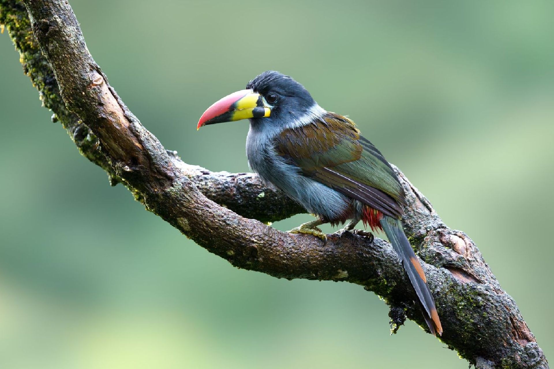Colorful toucan perched on a mossy tree branch against a blurred green background