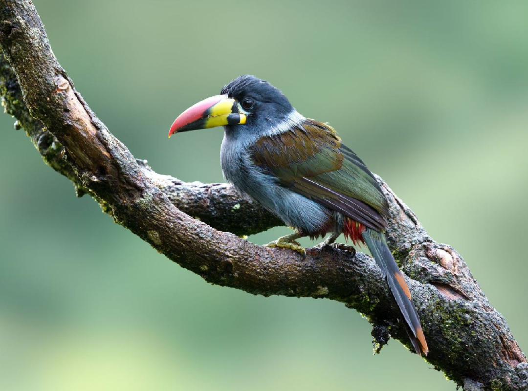 Colorful toucan perched on a mossy tree branch against a blurred green background
