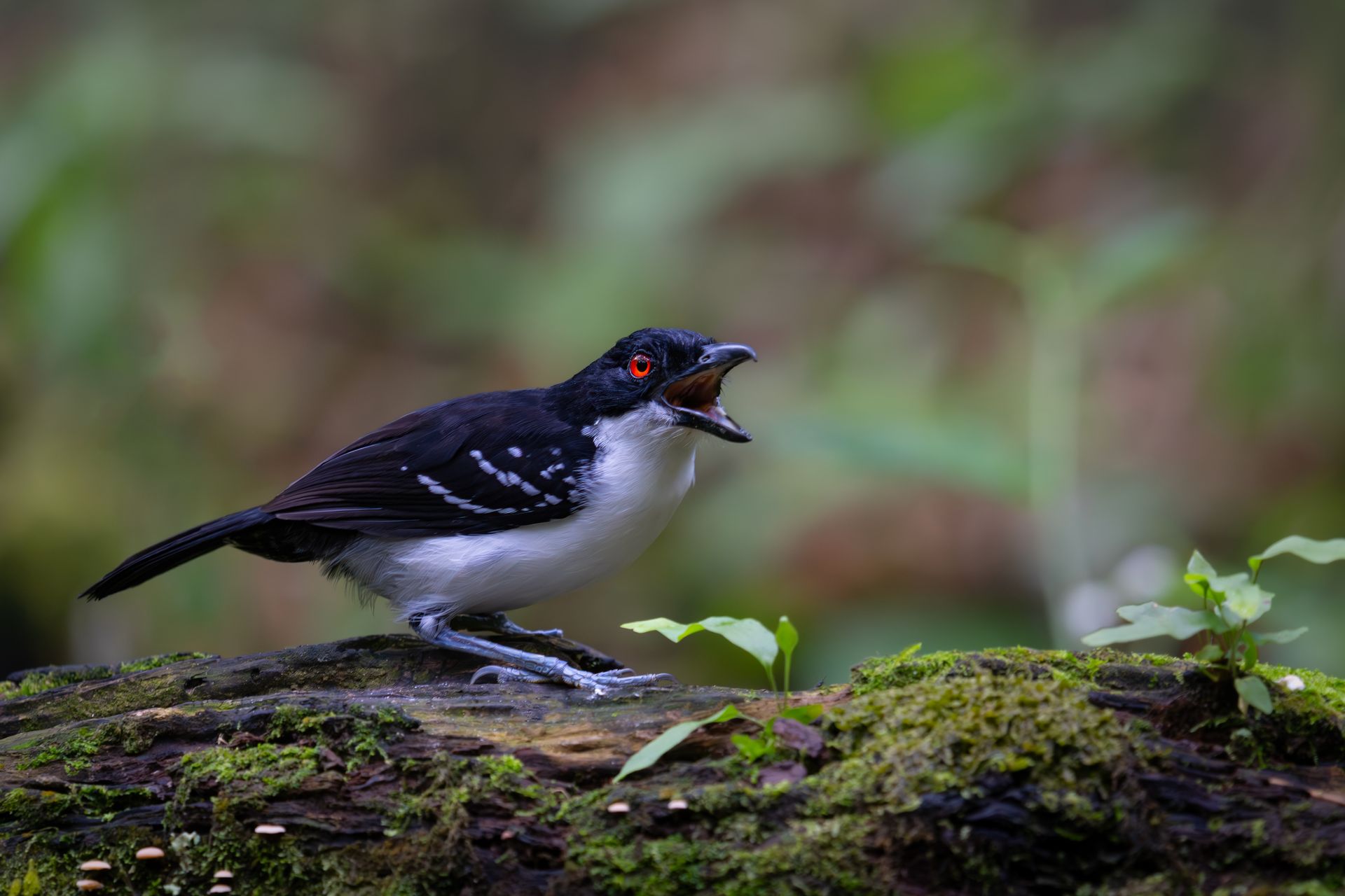 Black-and-white bird with red eyes perched on mossy log in a forest