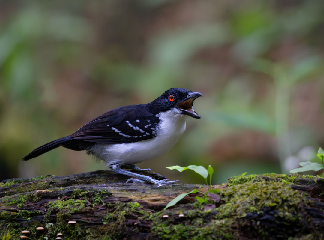 Black-and-white bird with red eyes perched on mossy log in a forest